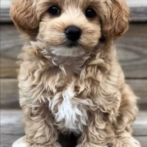 Venta de Cachorros de Razas Pequeñas