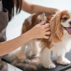 Baño y Corte de Pelo Canino