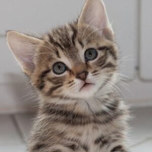 peluquería felina Castelldefels